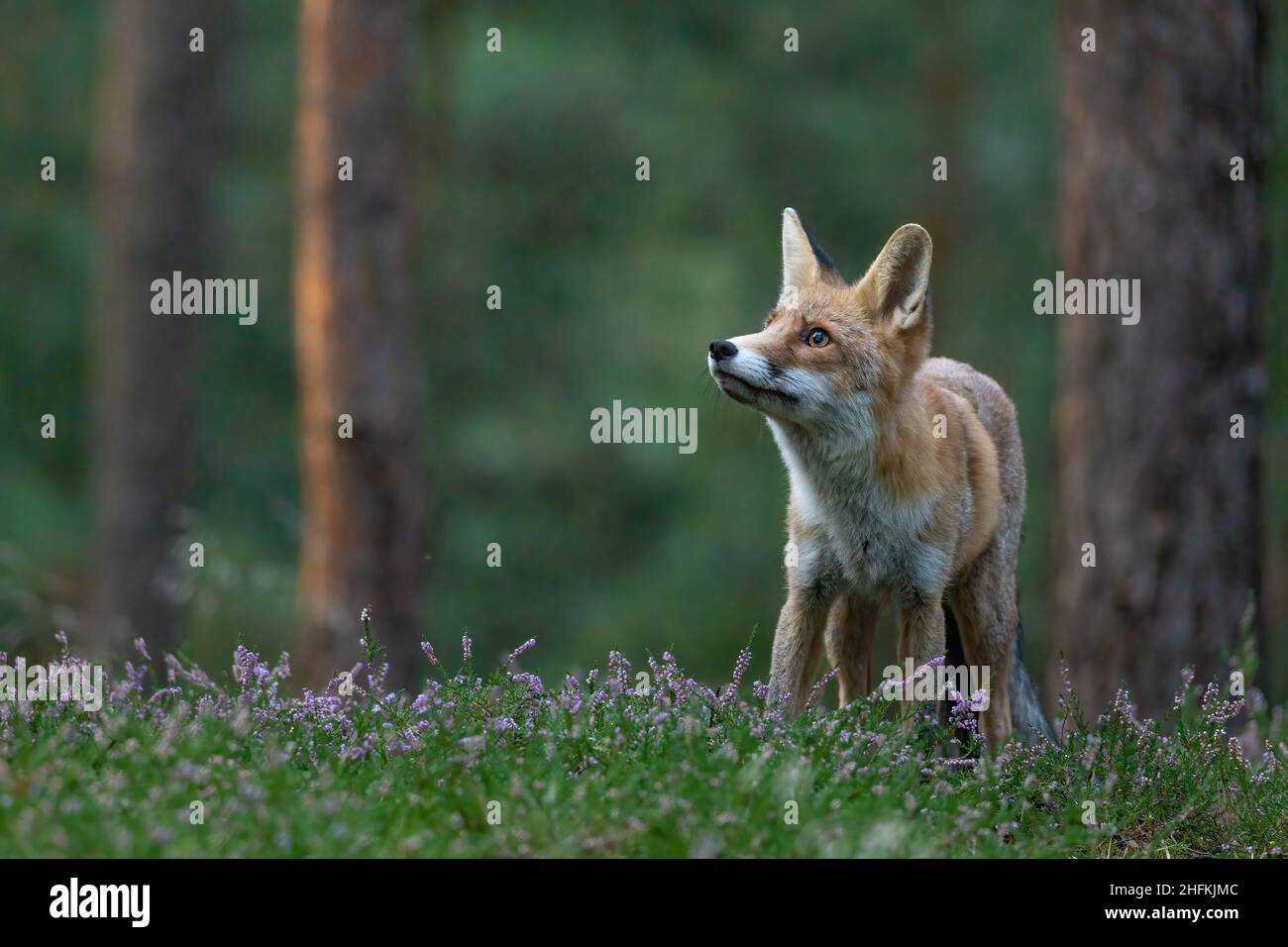 Cute volpe rossa (Vulpes vulpes) è in posa nella foresta. Orizzontalmente. Foto Stock