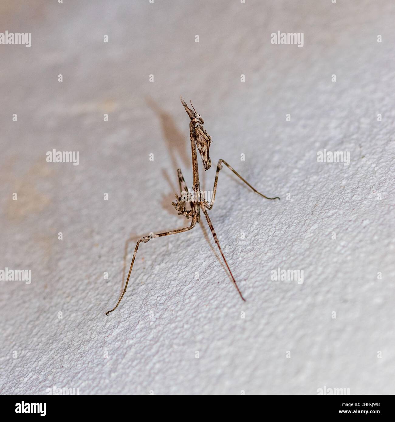 Emusa pennata, Mediterraneo conehead Mantis Foto Stock