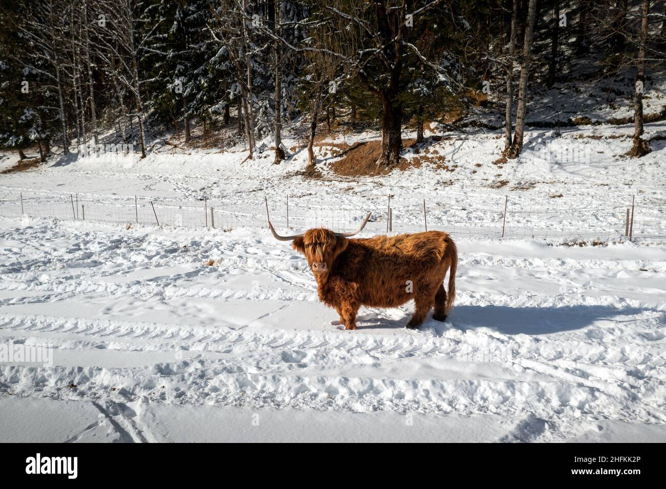 Aberdeen Angus, mucche delle Highland nella neve d'inverno. Vista aerea con drone. Foto Stock
