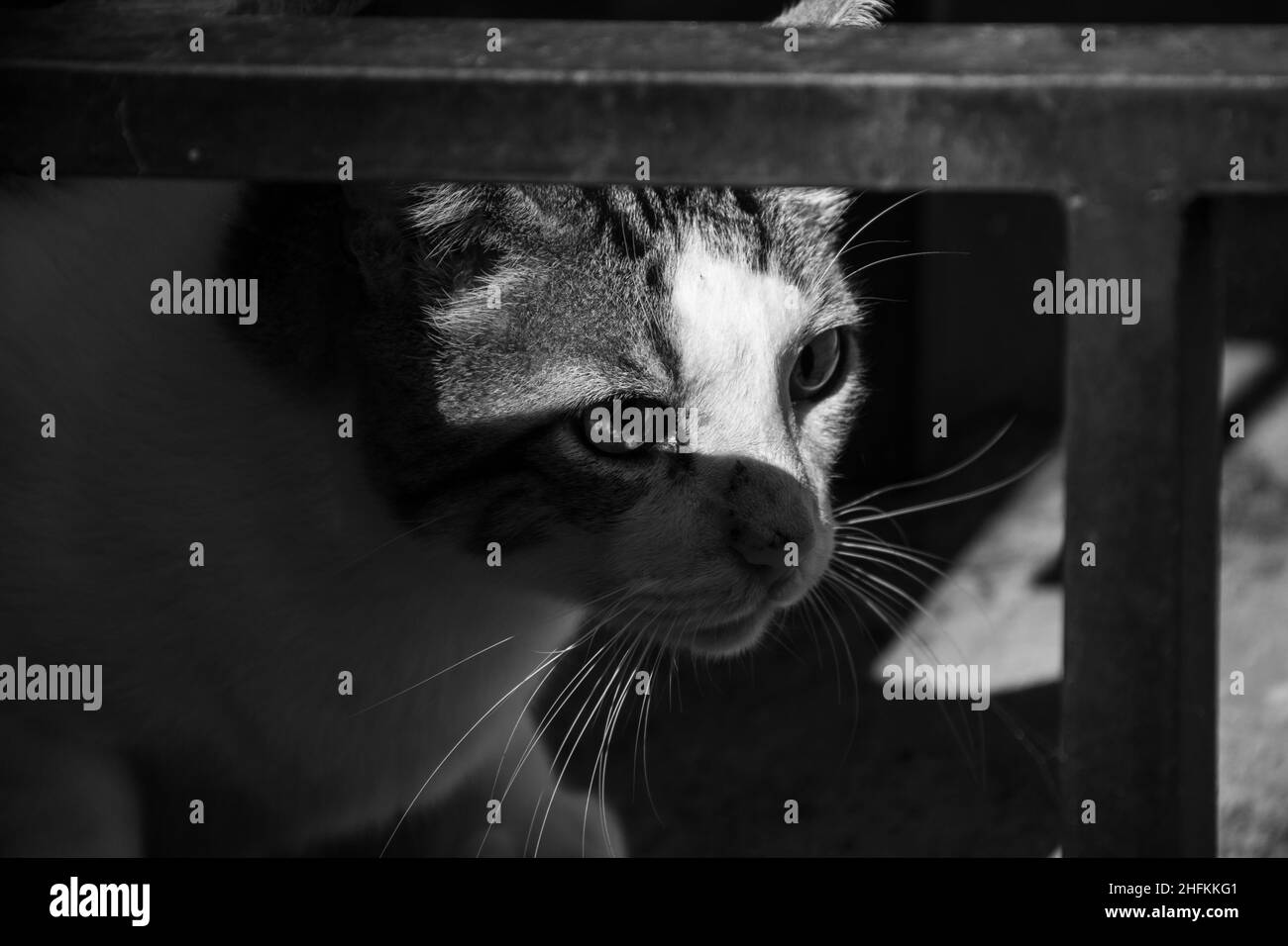 Goiania, Goias, Brasile – 14 gennaio 2022: Primo piano sul volto di un simpatico gatto tabby, in bianco e nero. Foto Stock