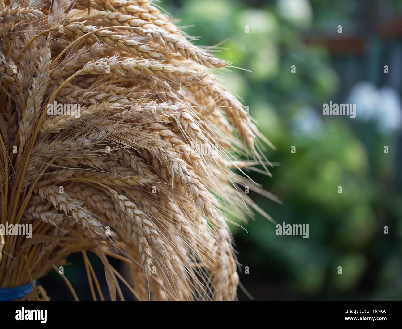 Spighe di grano maturo prese in primo piano. Spazio per il testo. Foto Stock