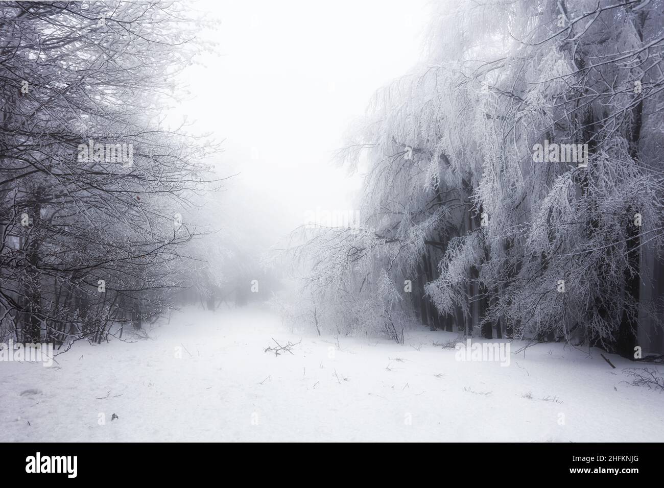 Foresta in inverno con alberi congelati Foto Stock