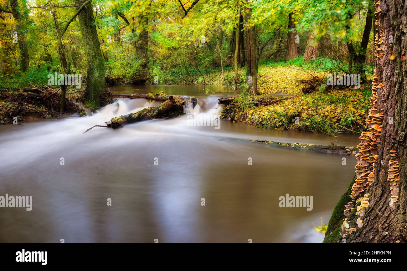 Autunno foresta fiume insenatura paesaggio. Fiume ruscello nel parco autunnale. Autunno parco fiume insenatura Foto Stock