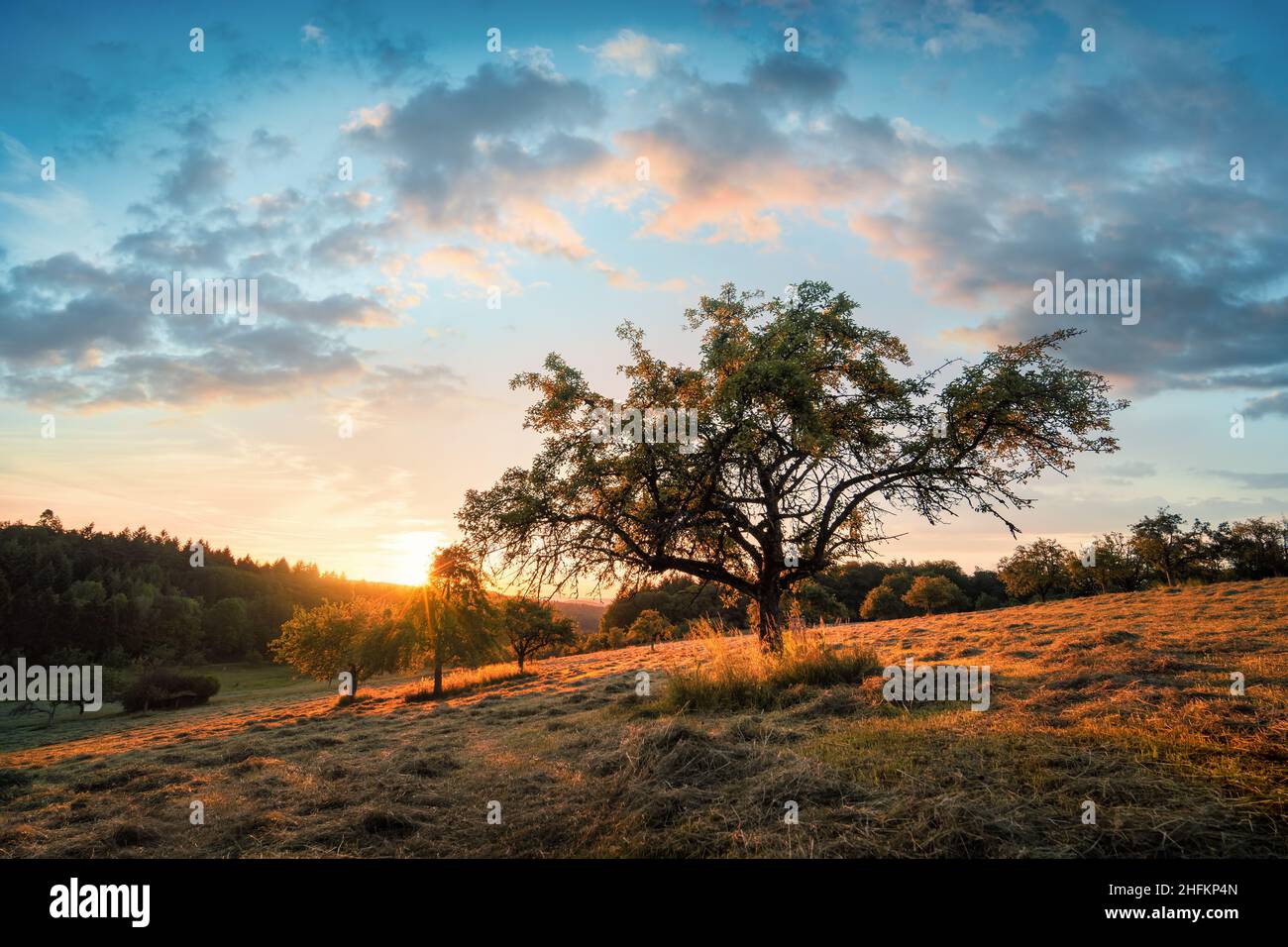 Tranquillo paesaggio rurale panoramico in una mattina presto estate dopo l'alba, con un albero su prati verdi e nuvole colorate in oro e. Foto Stock