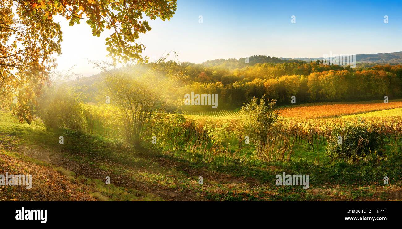 Paesaggio rurale panoramico in autunno con vigneti, colline, cielo blu vibrante e raggi di luce del sole Foto Stock