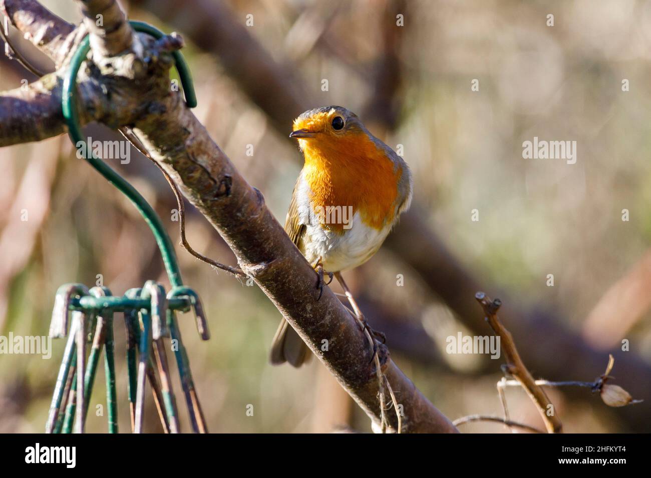Robin (Erithacus rubecula) Foto Stock