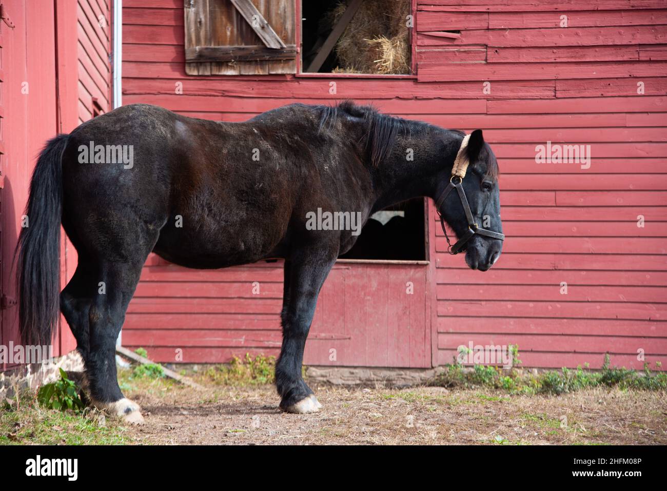 Shire Horse in piedi fuori dal granaio Foto Stock