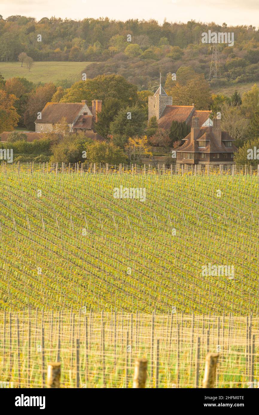 Vigneti di recente piantati a Luddesdown Kent Foto Stock