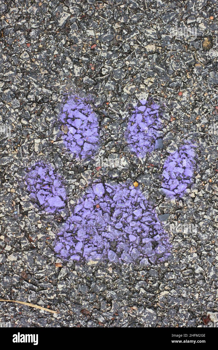Cute paw cane stampa dipinta viola sul marciapiede. Foto Stock