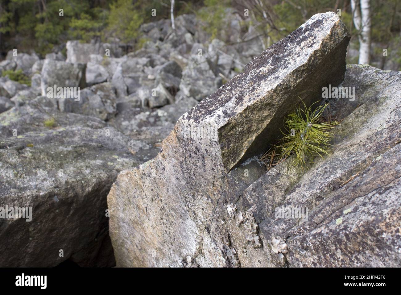 Il grande campo di massi o blocchi pieno di pietre e rocce nella Repubblica Ceca chiamato 'Čertova stěna' (parete del diavolo). Foto Stock