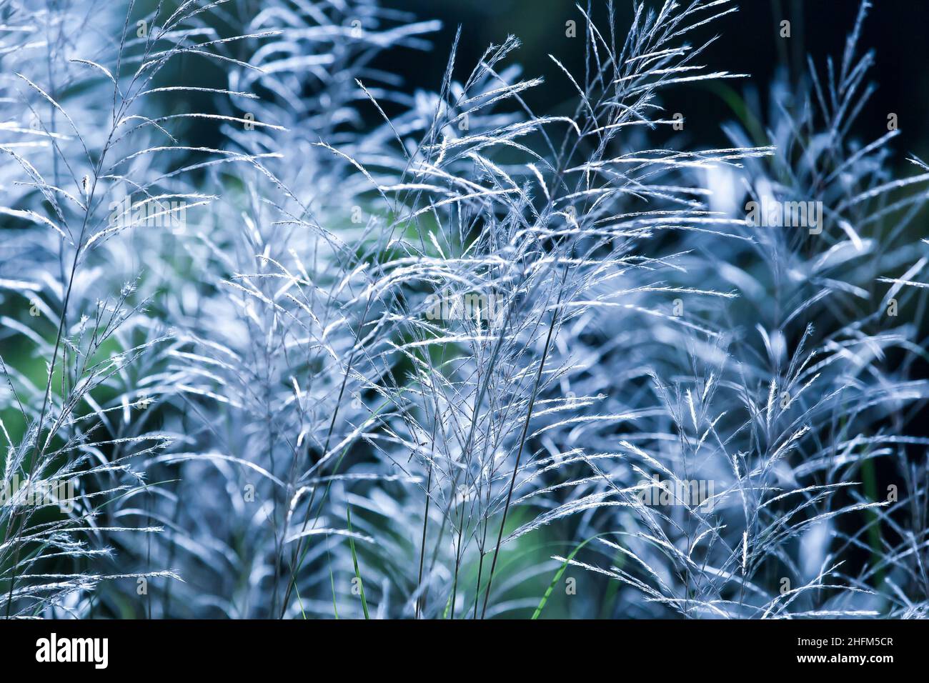 Fioritura di fiori di canna bianca in una mattinata estiva. Fiori di canna bianca contro l'ombra negli sfondi. Fuoco morbido sui fiori. Primo piano. Foto Stock