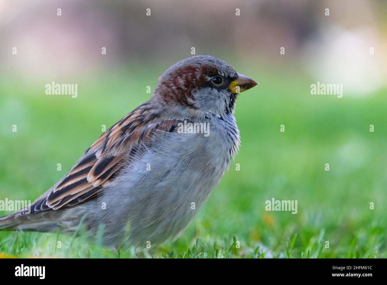 Haussperling bei der Nahrungssuche auf einer Wiese Foto Stock