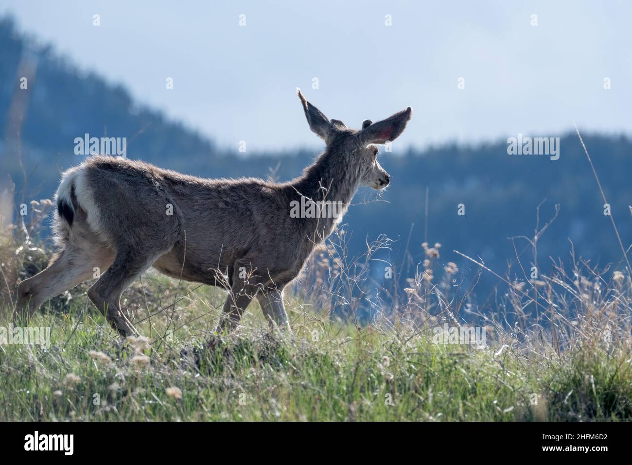 Mule cervi, Wallowa Valley, Oregon. Foto Stock