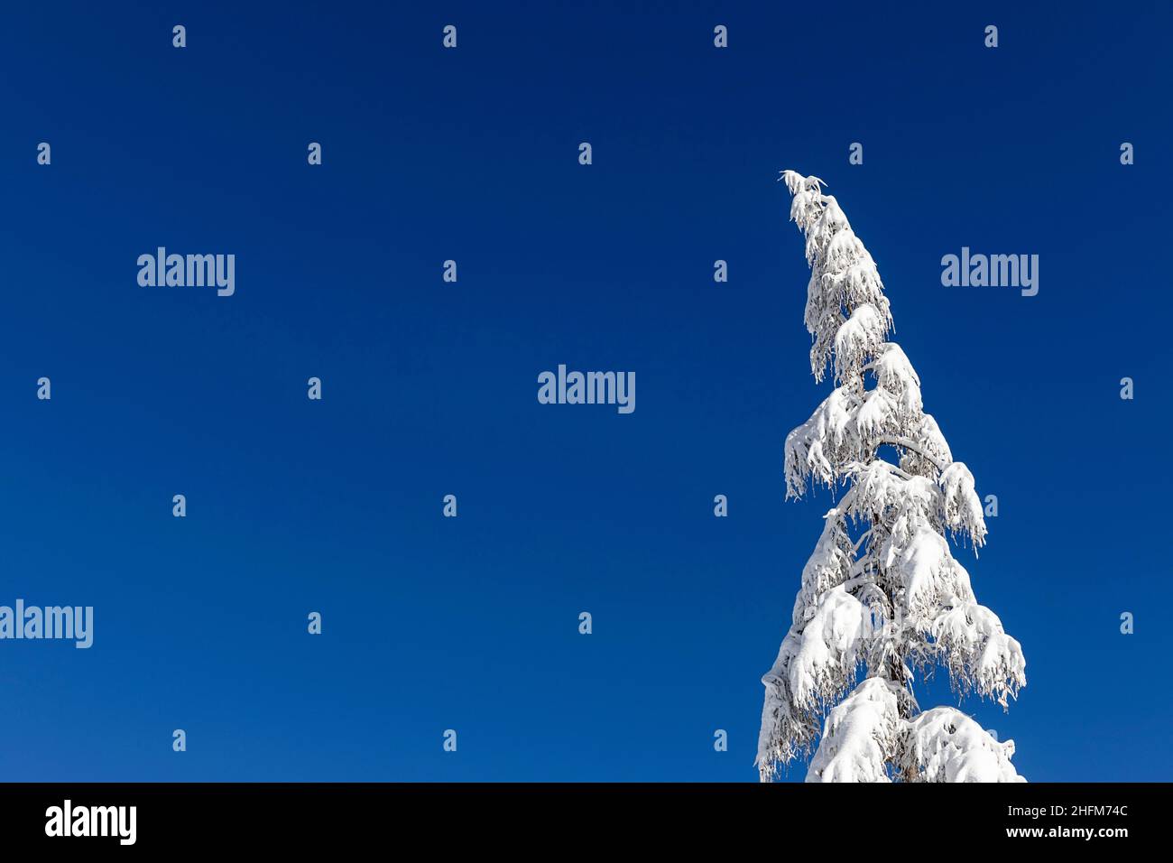 Cima innevata di un albero di abete solitario su sfondo cielo blu. Albero con copyspace. Atmosfera invernale, atmosfera Foto Stock