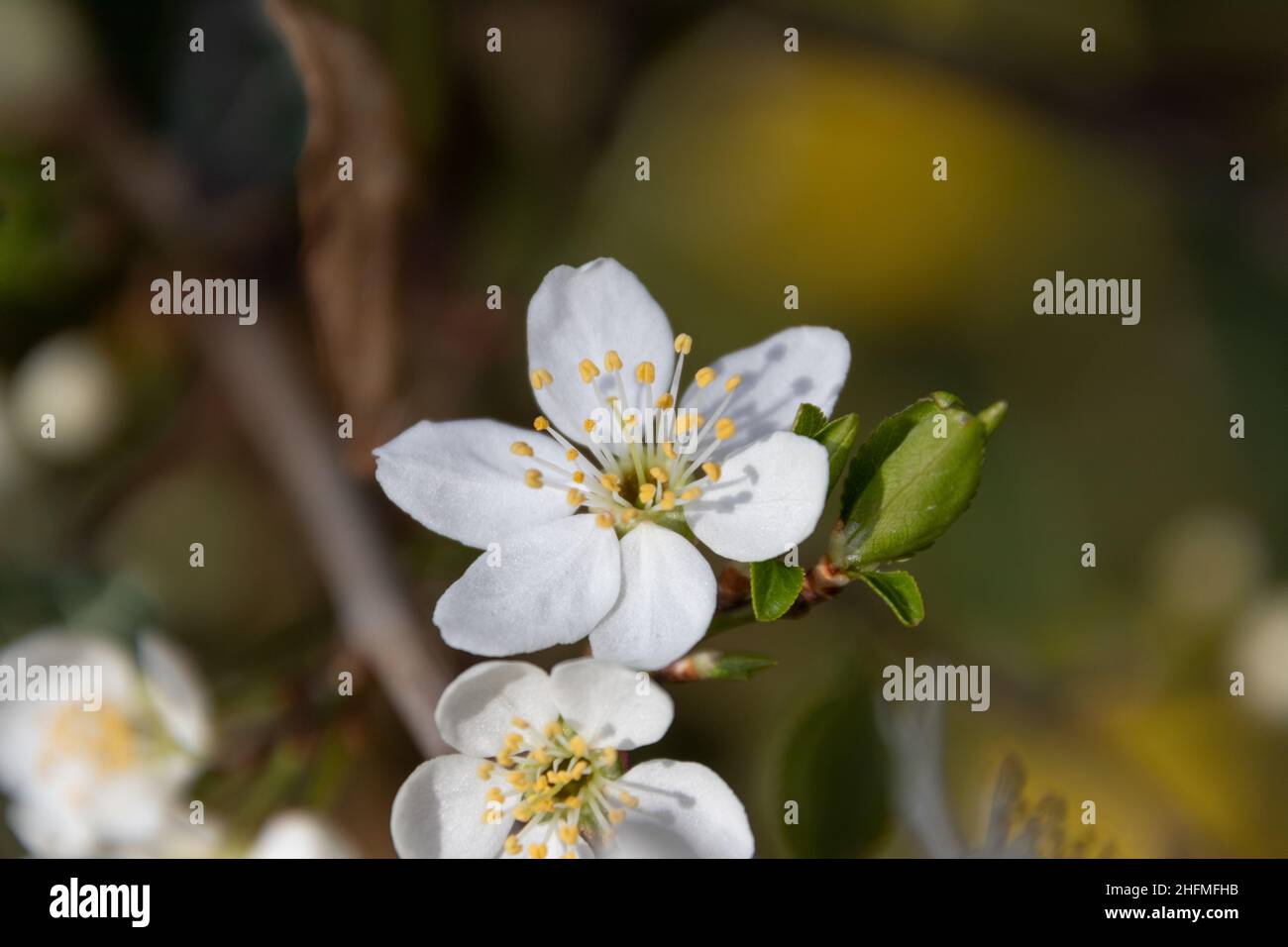 Blüte eines Mirabellenbaums im Frühjahr Foto Stock