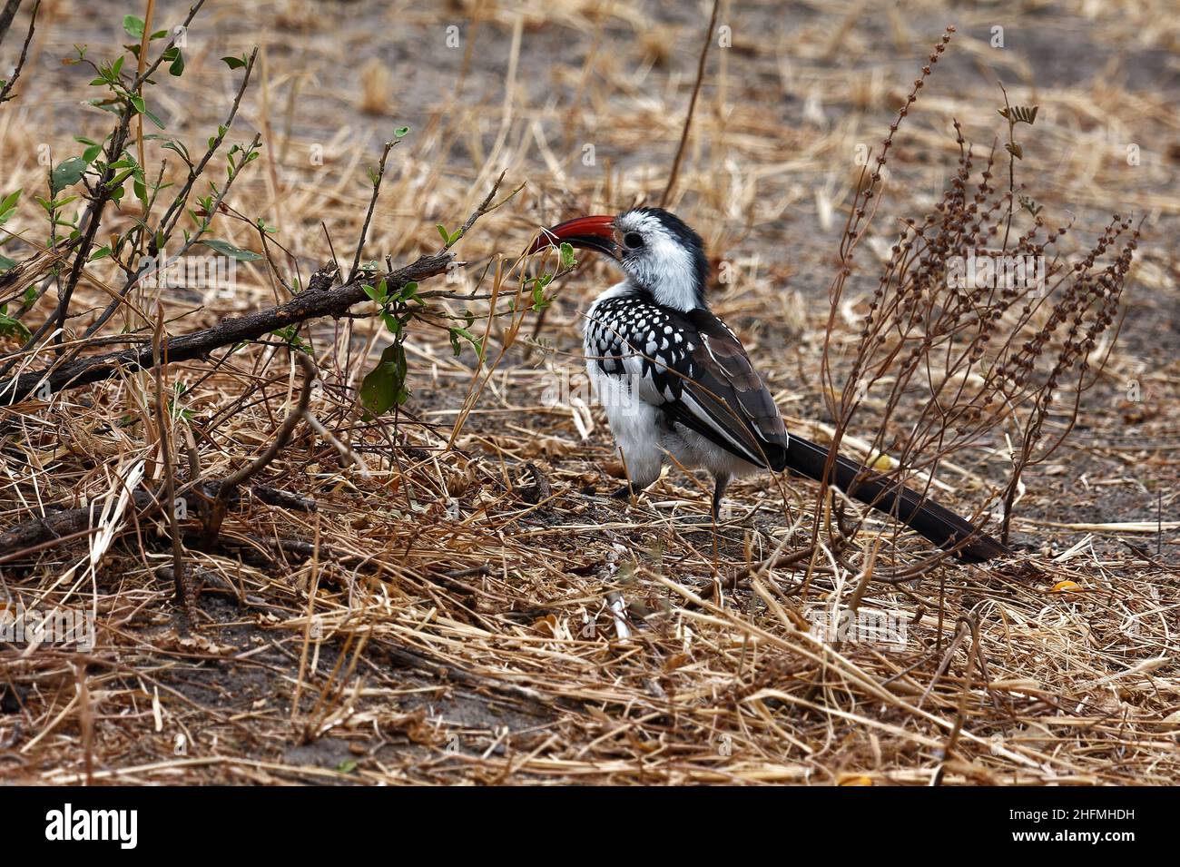 Bolletta rossa, in piedi sul terreno, Tockus eritrochynchus, uccello, fauna selvatica, Lunga coda nera, Parco Nazionale Tarangire; Tanzania; Africa Foto Stock