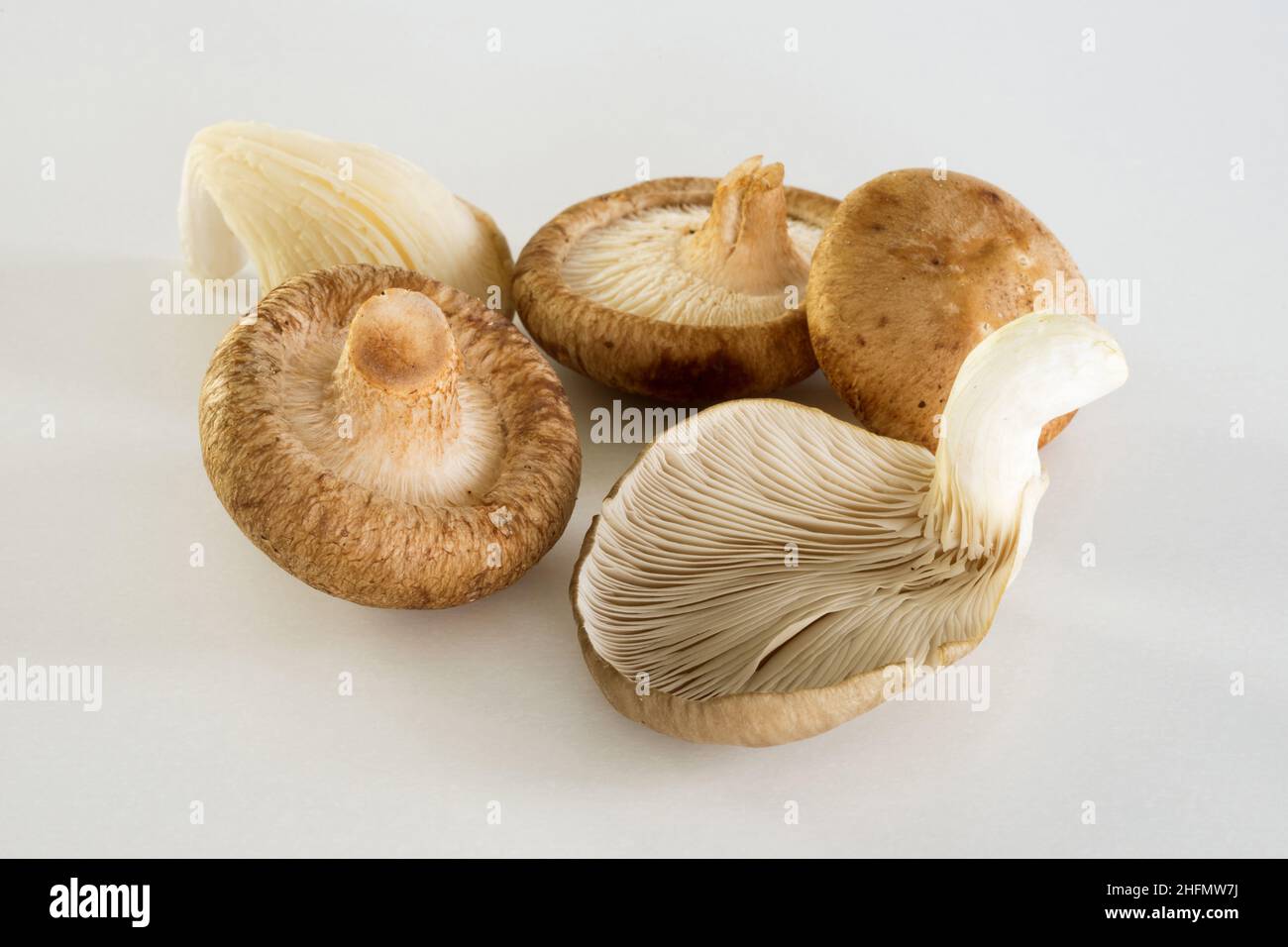 Funghi di ostrica shiitake freschi crudi primo piano su sfondo bianco Foto Stock