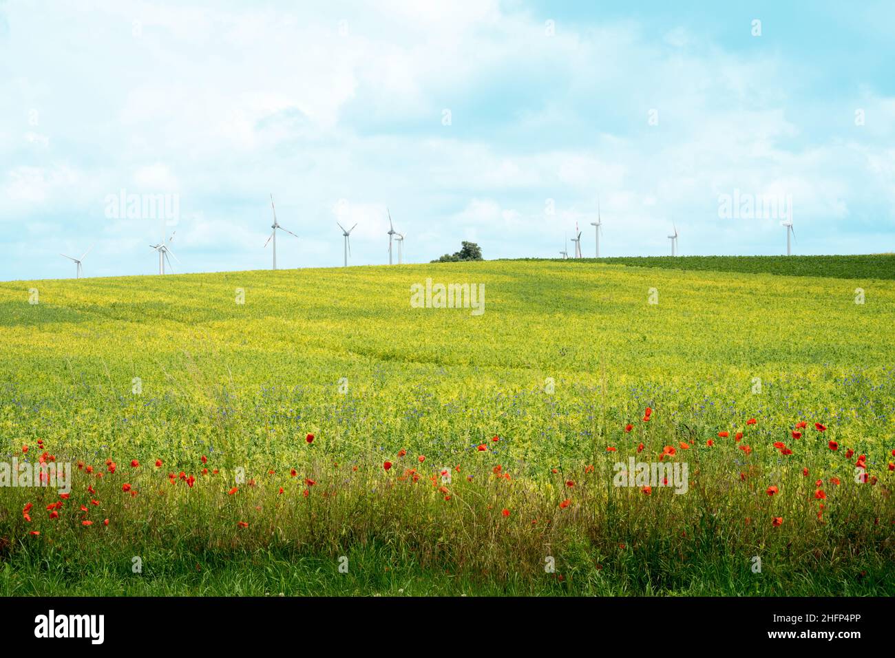 Paesaggio in Meclemburgo-Pomerania occidentale, Germania Foto Stock