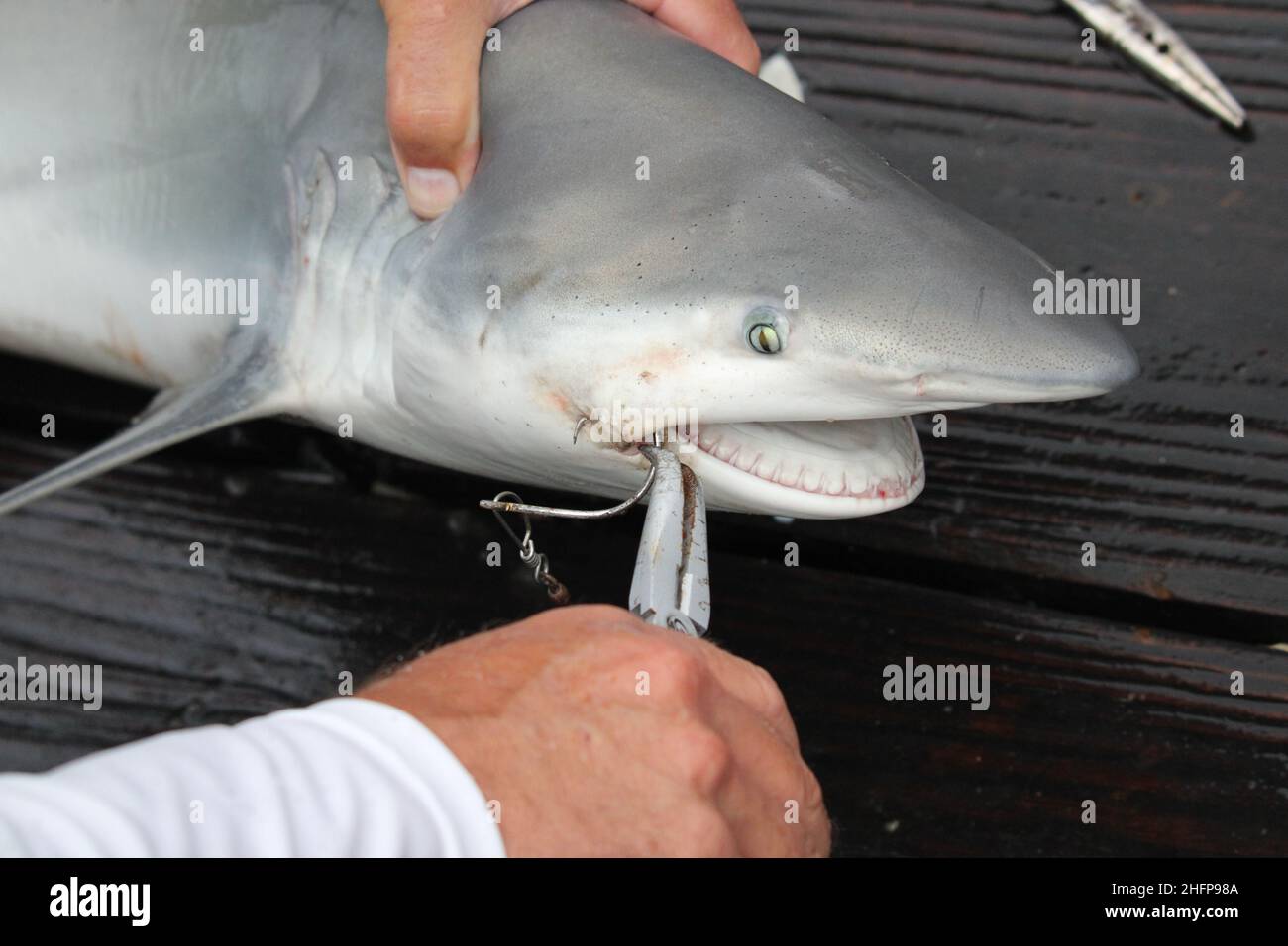 Squalo di sabbia catturato su un molo in Georgia Foto Stock