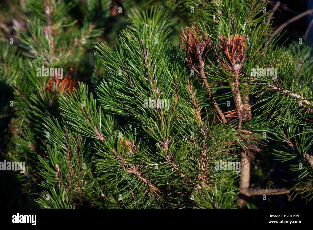 piccoli rami di alberi e foglie congelate in inverno con sfondo sfocato. struttura astratta per il design Foto Stock
