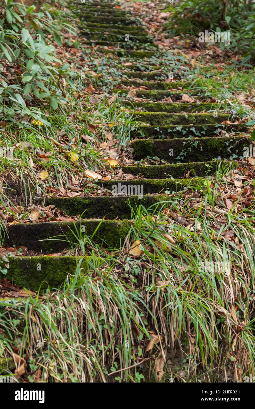 Vecchie scale di cemento saliscono in un giardino abbandonato vuoto, foto verticale Foto Stock