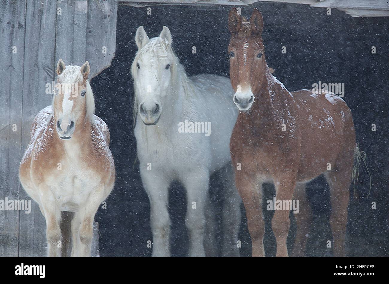 Cavalli e un mulo si rifugiano in una fattoria durante una tempesta di neve a Fletcher, Vermont, 17 gennaio 2022. (Foto/Hasan Jamali) Foto Stock