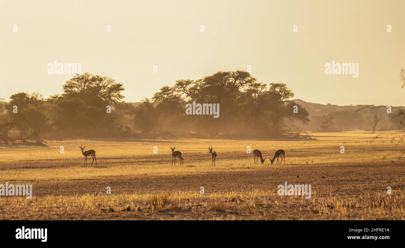 Springbok al mattino presto luce dorata del Kgalagadi Foto Stock
