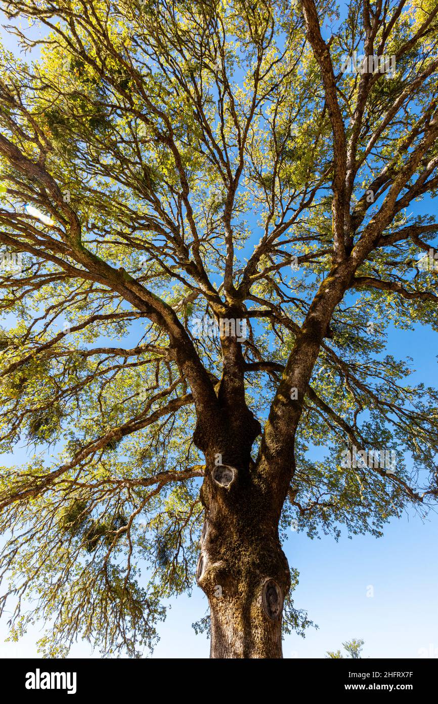 Rami di quercia contro un cielo blu, California del Nord, USA Foto Stock