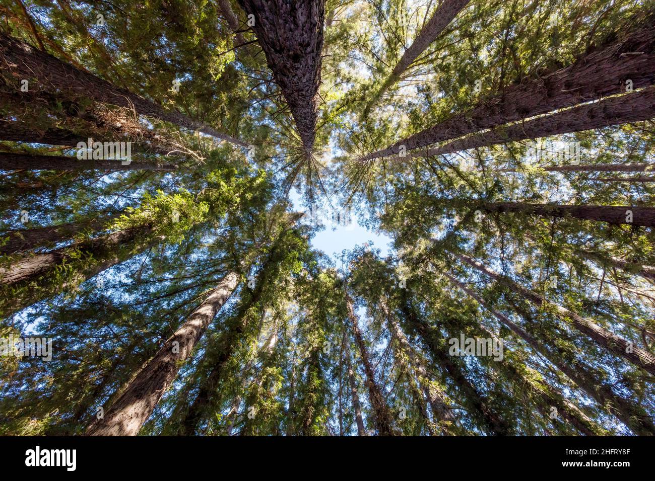 Guardando in su a Redwoods, contea di Mendocino, California del nord, Stati Uniti Foto Stock