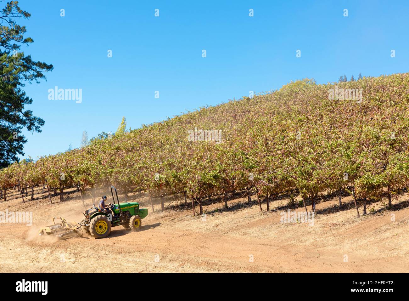 Tending the Vines, Mendocino County, California del Nord, USA Foto Stock
