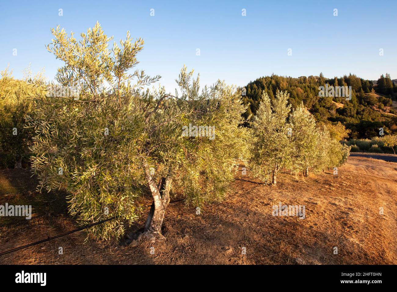 Frutteto di olive, Mendocino County, California settentrionale, USA Foto Stock