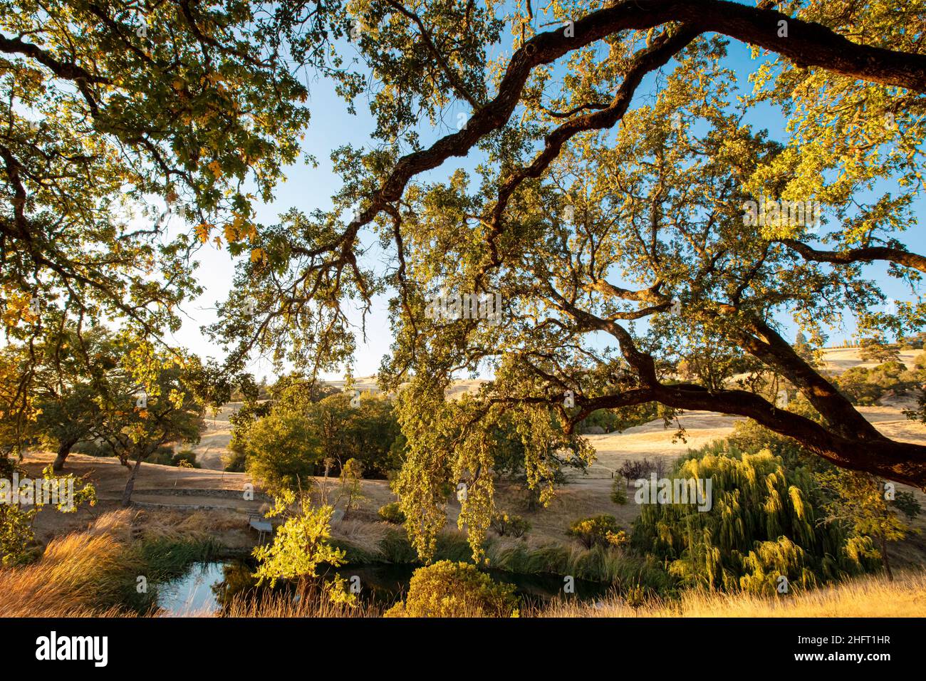 Rami di quercia retroilluminati, Mendocino County, California, USA Foto Stock