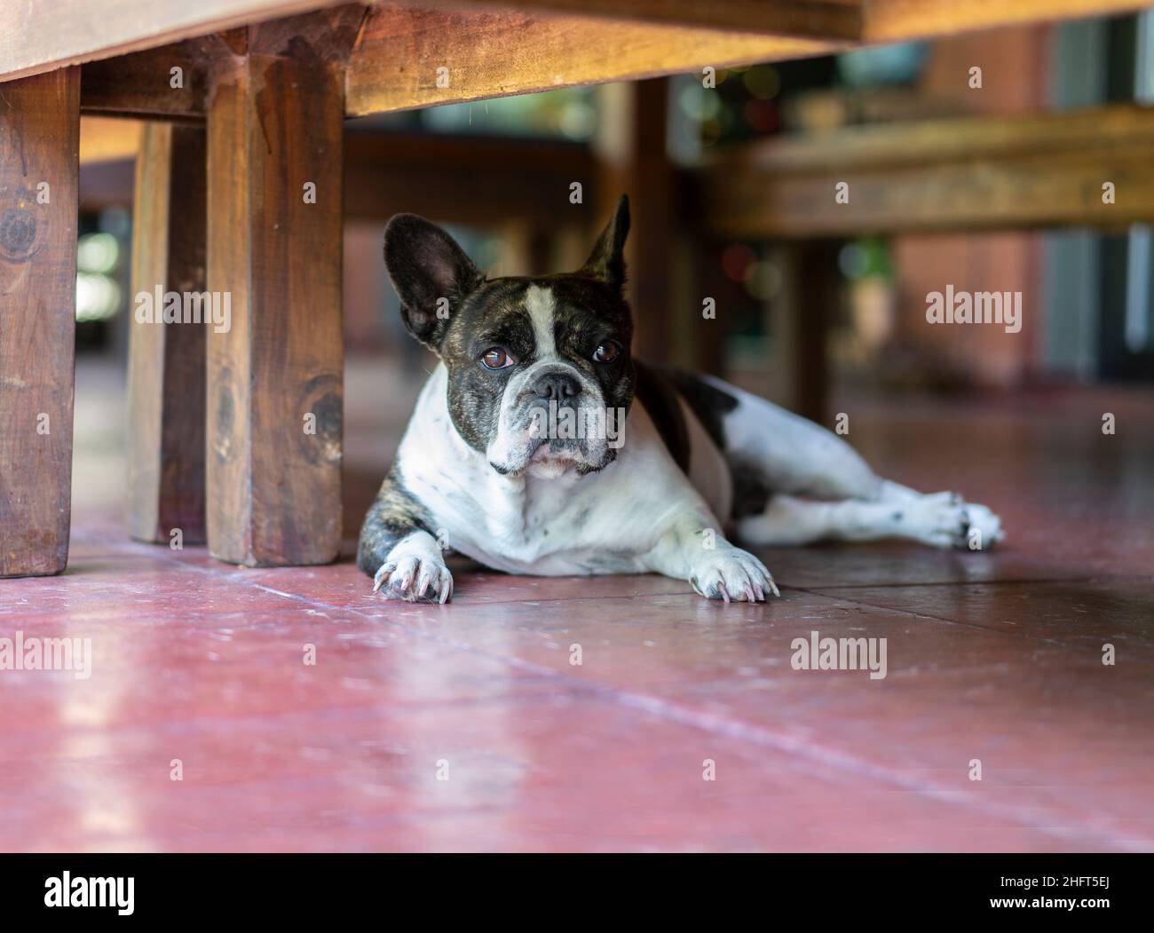 Primo piano ritratto di un Bulldog francese che fissava la fotocamera Foto Stock