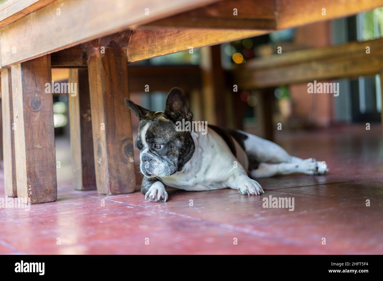 Primo piano ritratto di un Bulldog francese sotto una panchina Foto Stock