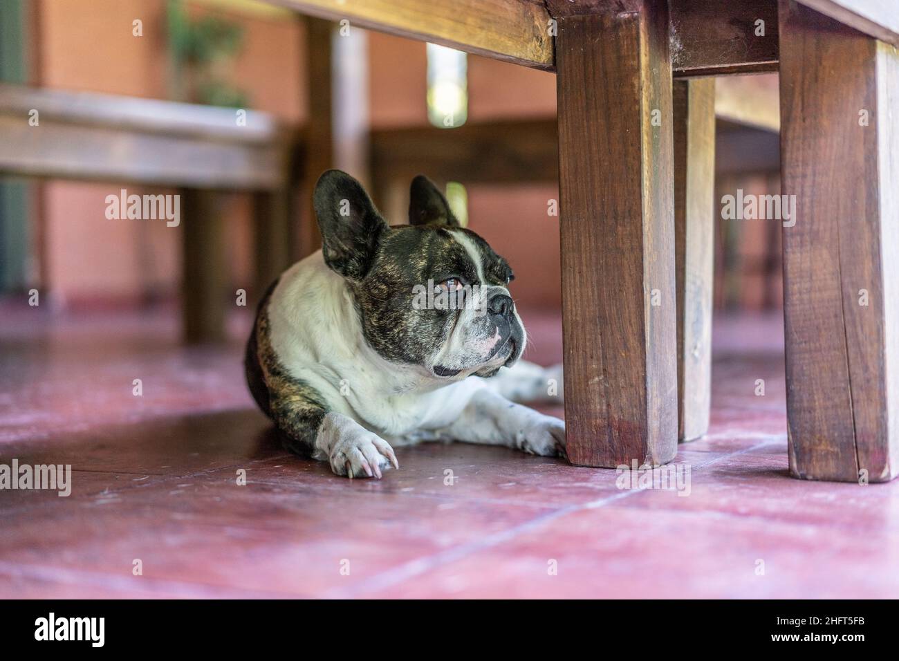 Primo piano ritratto di un Bulldog francese sotto una panchina Foto Stock