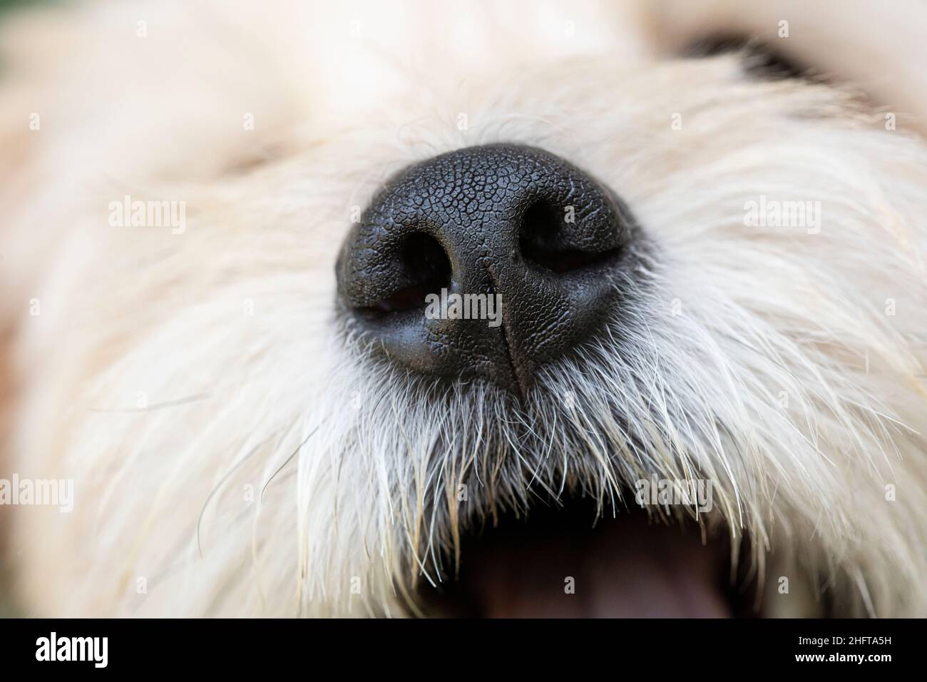 Cane di razza mista, primo piano del naso Foto Stock