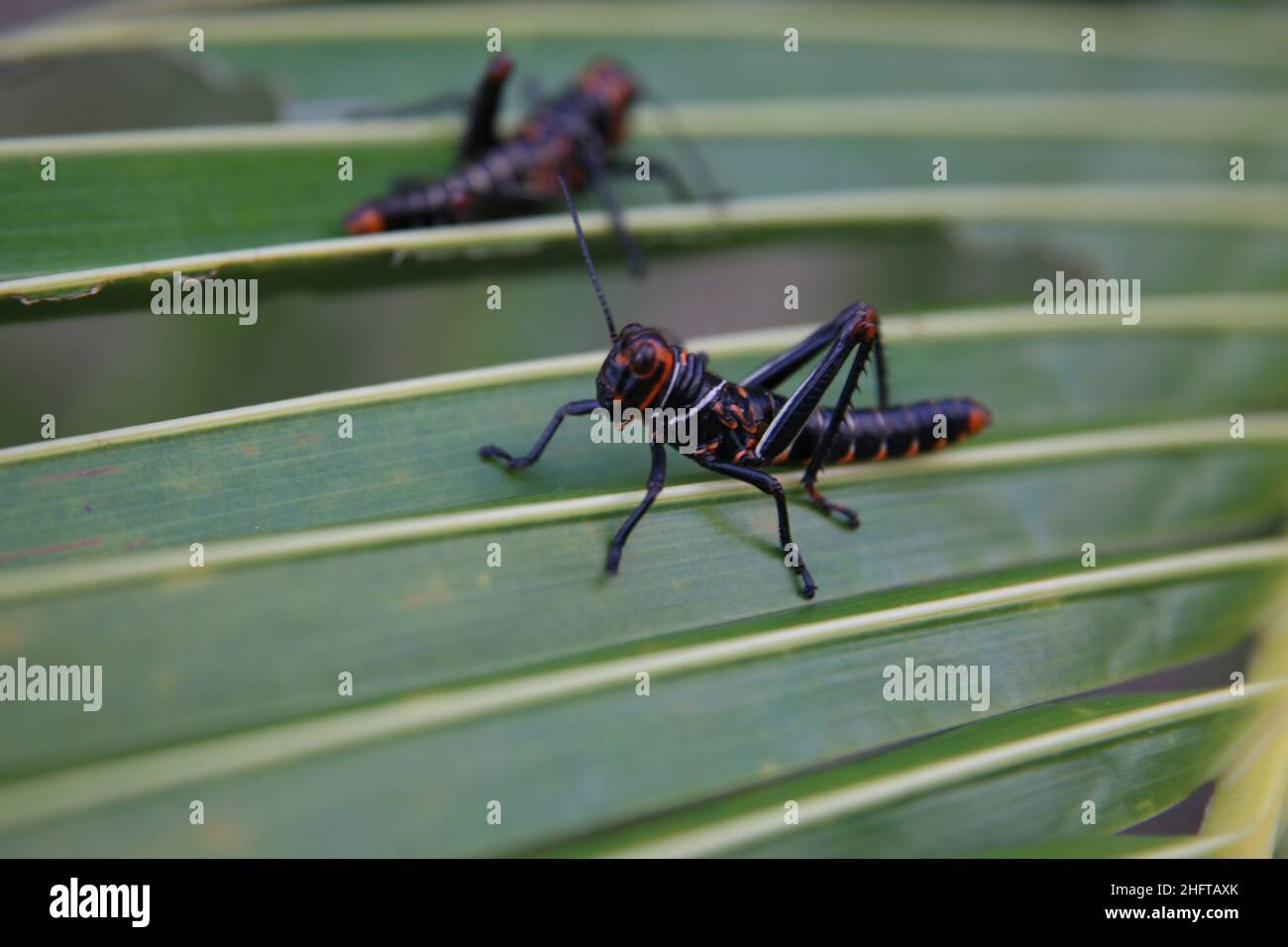 salvador, bahia, brasile - 17 gennaio 2022: Insetto di locusta visto nella paglia di palma di cocco nella città di Salvador. Foto Stock