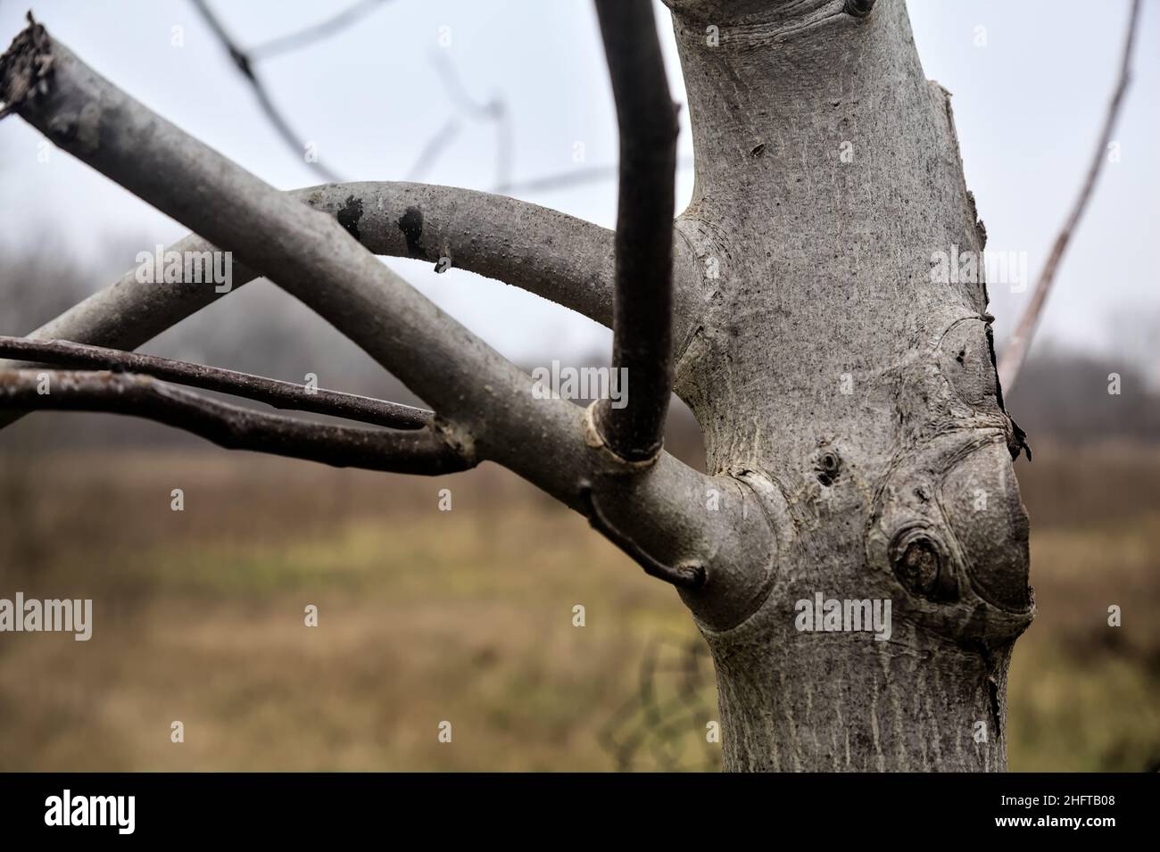 Tronco di albero con rami visti da vicino Foto Stock