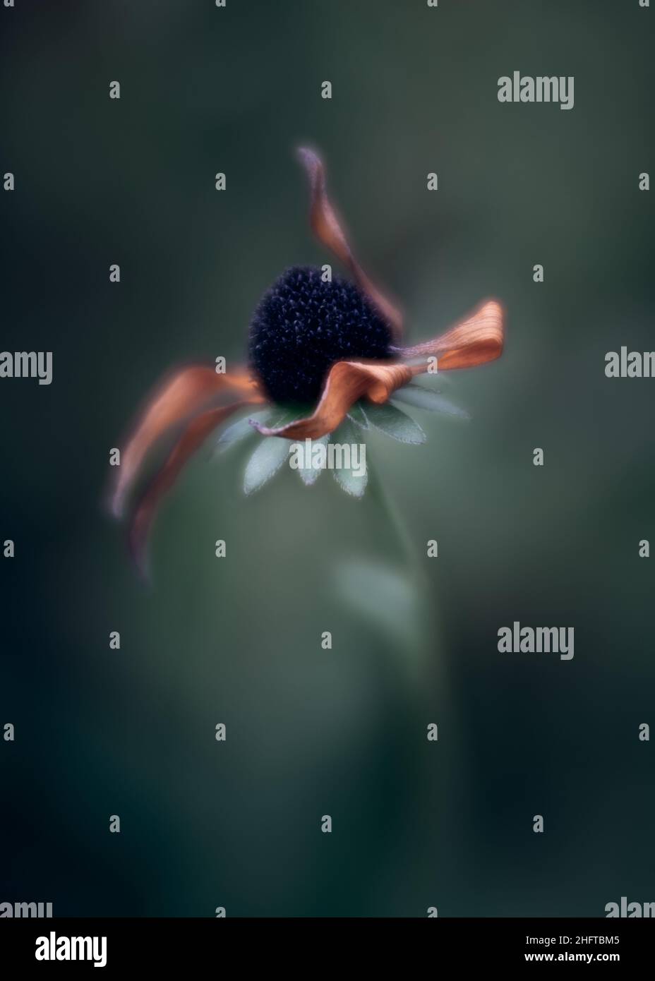 Macro, verde, fiori, autunno, autunno, colore, natura, moody, movimento Foto Stock