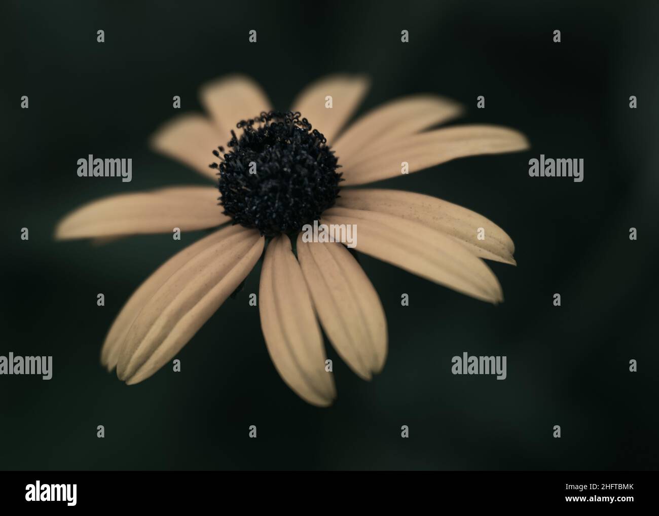 Macro, natura, fiore giallo, colore, scuro, moody, dettagli Foto Stock