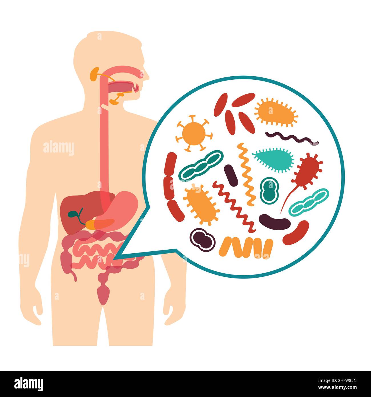 illustrazione medica del vettore di mal di stomaco, problemi del sistema digestivo umano Illustrazione Vettoriale