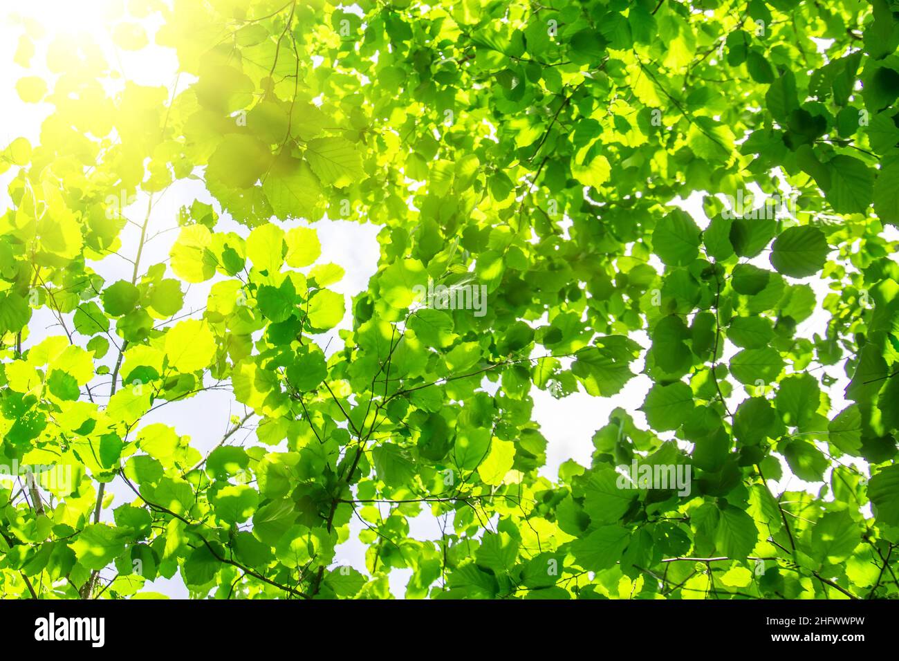 Il sole estivo splende attraverso il verde del fogliame degli alberi Foto Stock