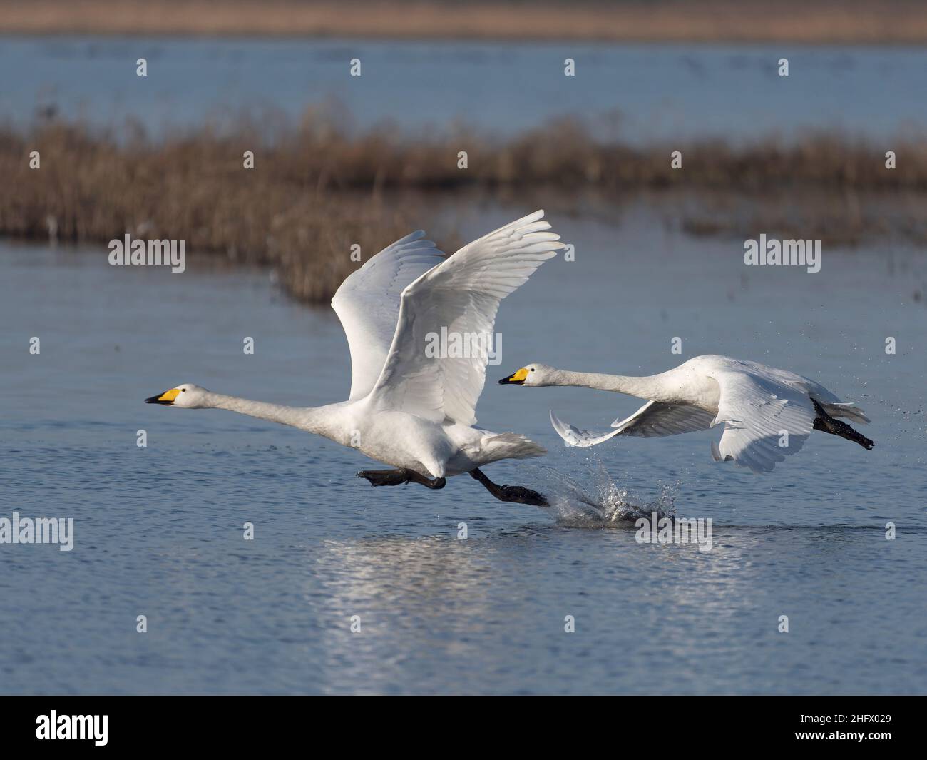 Whooper Swan, Cygnus cygnus, due uccelli in volo, Welney, Norfolk, gennaio 2022 Foto Stock