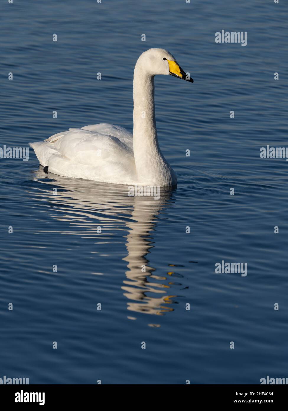 Whooper Swan, Cygnus cygnus, singolo uccello in acqua, Welney, Norfolk, gennaio 2022 Foto Stock