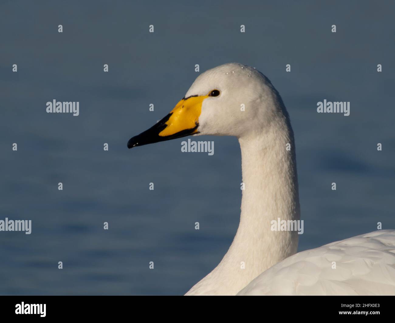Whooper Swan, Cygnus cygnus, singolo uccello testa colpo, Welney, Norfolk, gennaio 2022 Foto Stock
