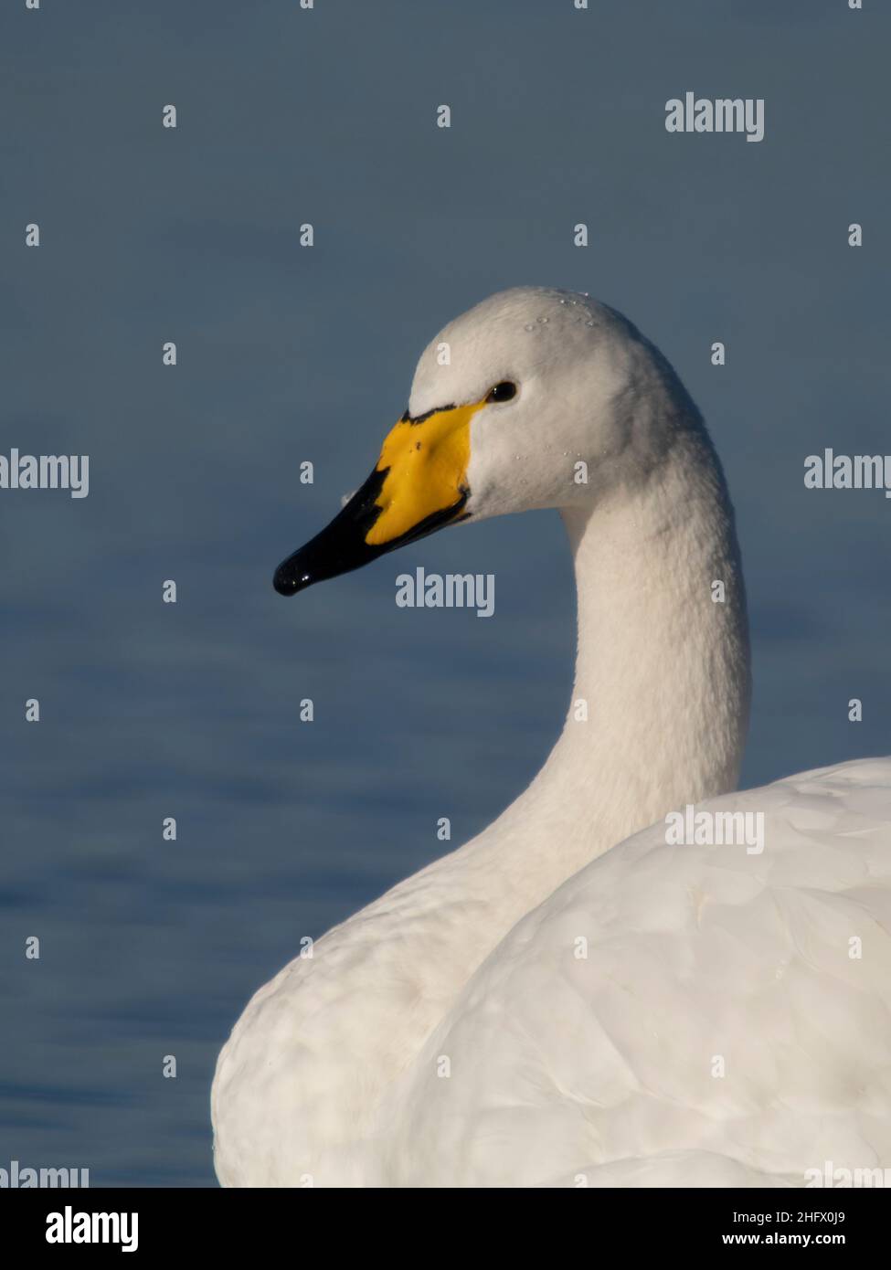 Whooper Swan, Cygnus cygnus, singolo uccello testa colpo, Welney, Norfolk, gennaio 2022 Foto Stock
