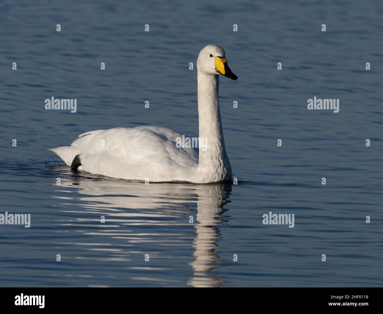 Whooper Swan, Cygnus cygnus, singolo uccello in acqua, Welney, Norfolk, gennaio 2022 Foto Stock