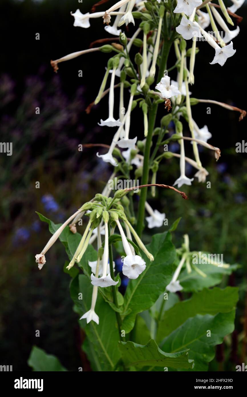 Nicotiana x sanderae Piante fragranti Cloud,bianco,fiore,fiori,profumo,profumato,,annuale annuari,RM floral Foto Stock