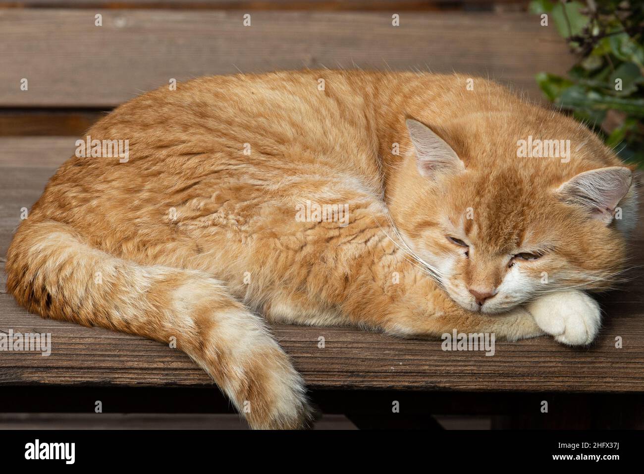 bel gatto con pelliccia rossa mentre riposa su alcuni assi di legno Foto Stock