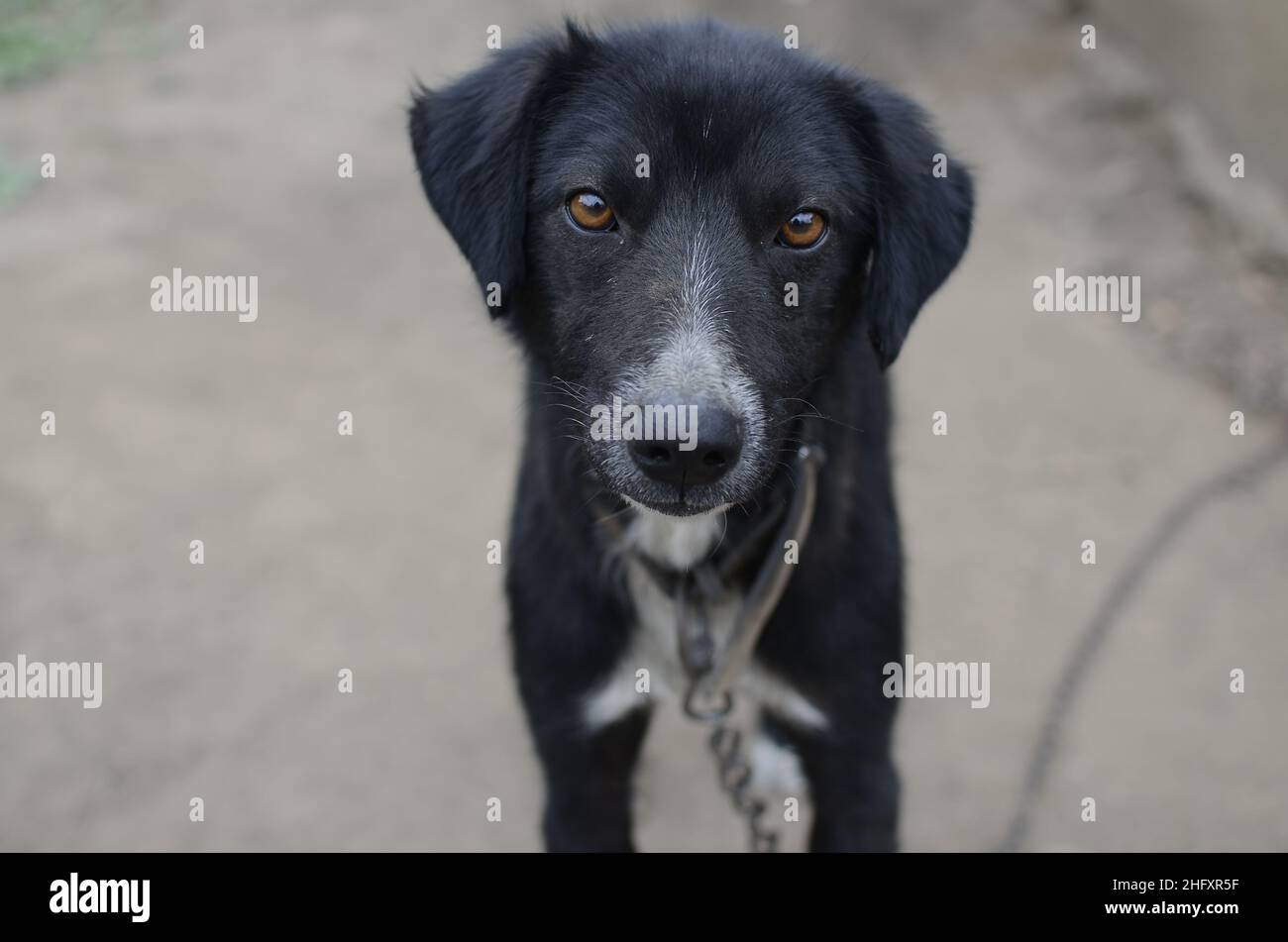 Cane malnutrito con tenuto con una catena guardando la fotocamera Foto Stock